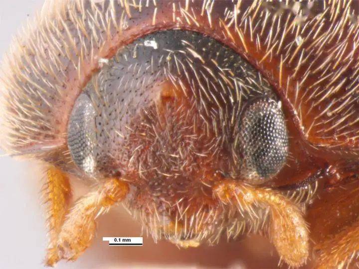 动植物检疫科普谷物头号杀手谷斑皮蠹