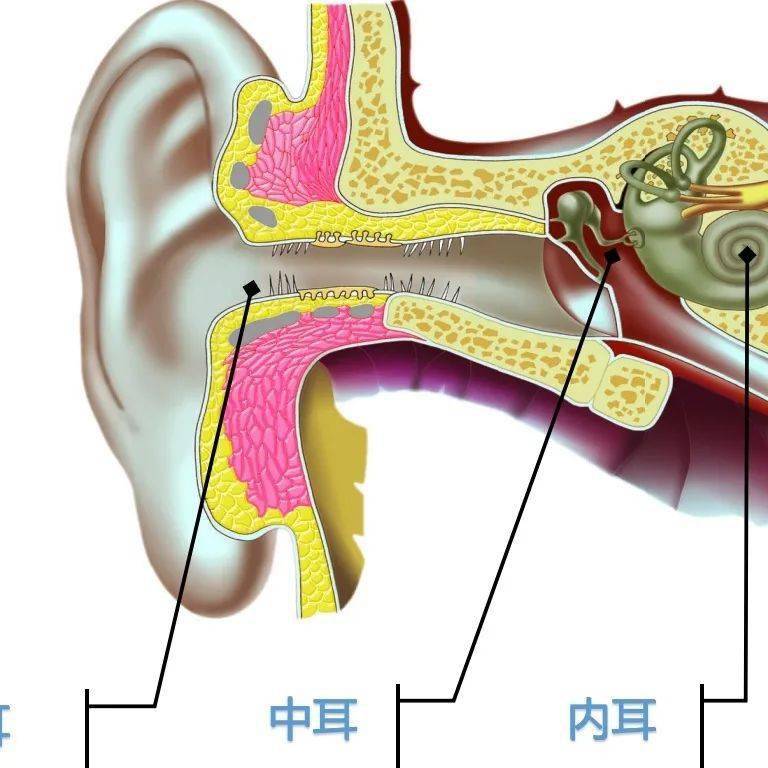 耳朵结构图及耳屎位置图片