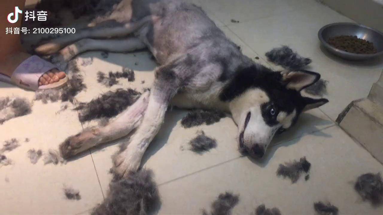 给哈士奇剃毛剃完直接变成哈士驴二哈一脸不愿意