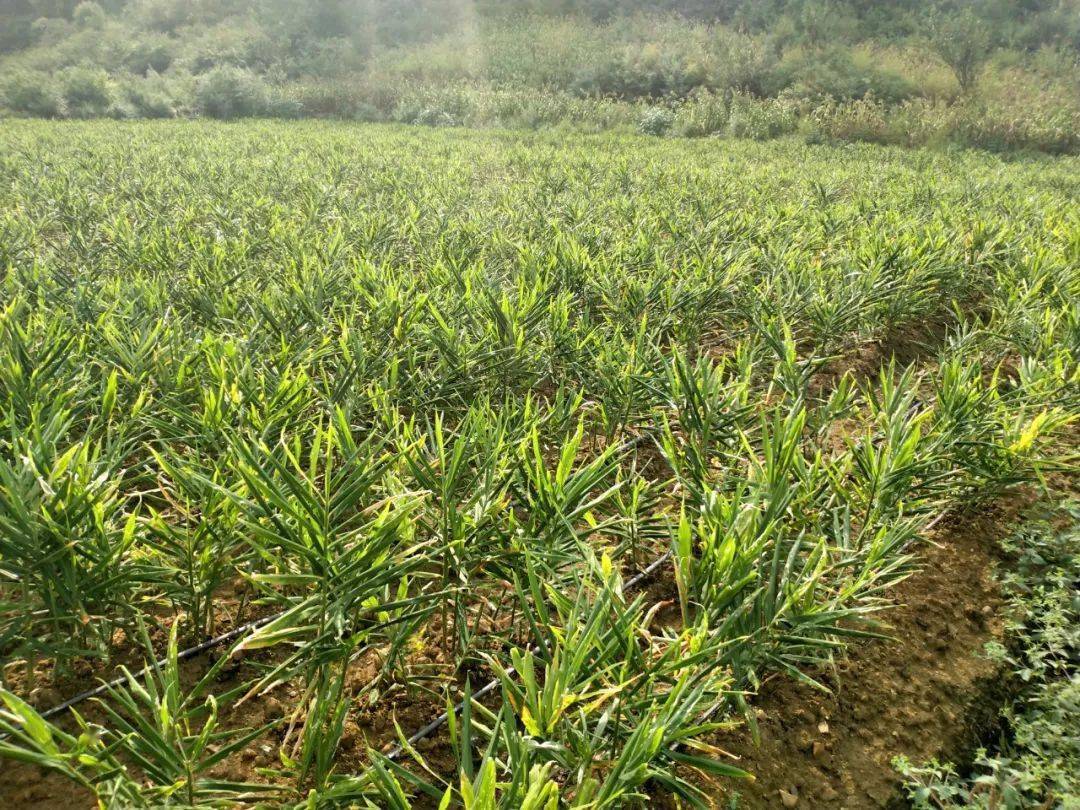 流转了我的土地种植小黄姜,我家就在附近,基地有活儿的时候我就来做