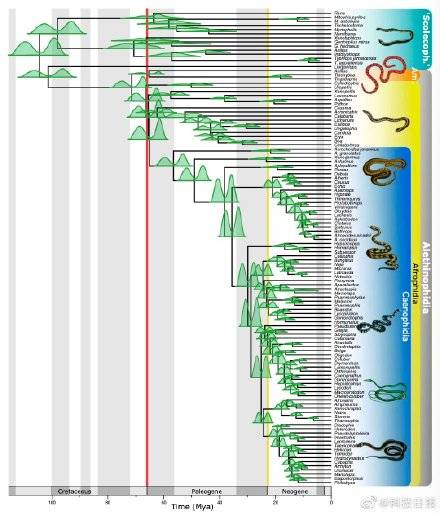 事件|约76%的物种消失后蛇类种群壮大