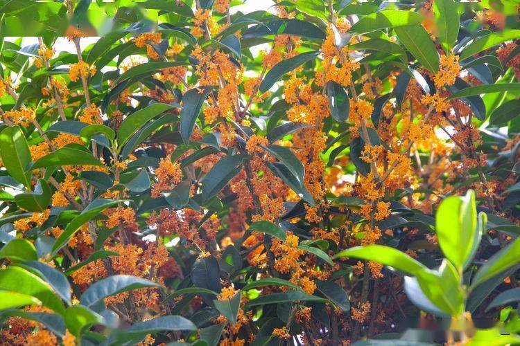 金秋九月汉中这座山下的桂花林正值花期花香浓郁美不胜收