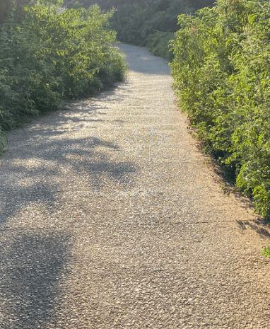 乡村道路生物图片图片