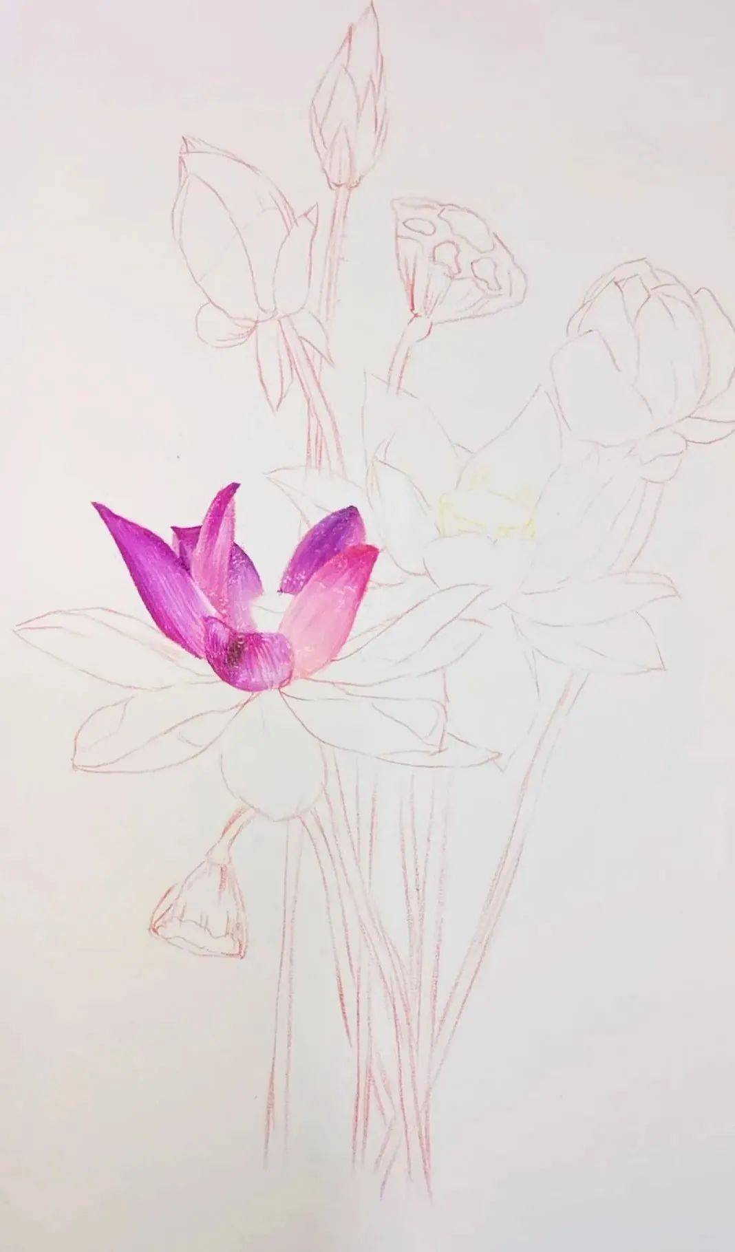 怎样画荷花最简单最漂亮 1162ec36af694a699f959f2eb334afaa.jpeg