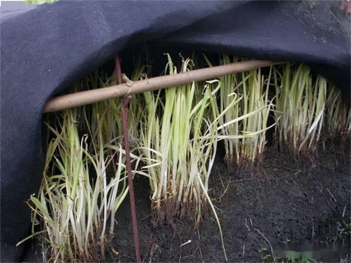 什么时间种韭菜根 7c5d8bbf42a143628601f9282c6cb72c.jpeg