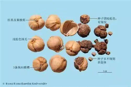 趁此机会向大家科普下罂粟壳和白豆蔻,草果的区别,若不是这样一场乌龙
