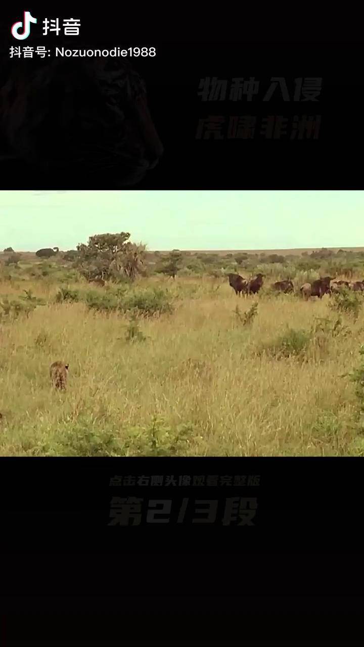 《虎啸非洲》把两只老虎送去非洲!