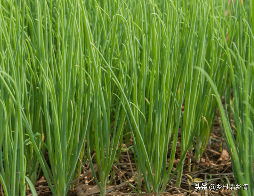 啥时候种小葱最好呢 d6e09aaf7217409880955e127098c6c1.png