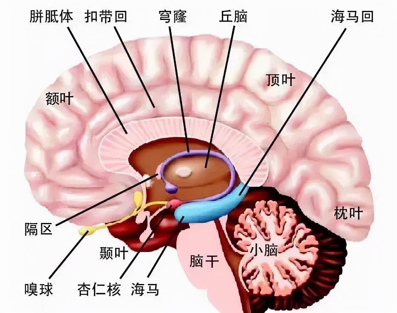 脑结构示意图与功能图片