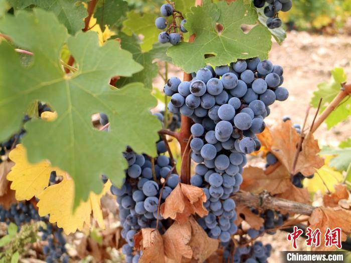 陈德启|归国华商荒滩耕耘14载:想把中国葡萄酒推向世界