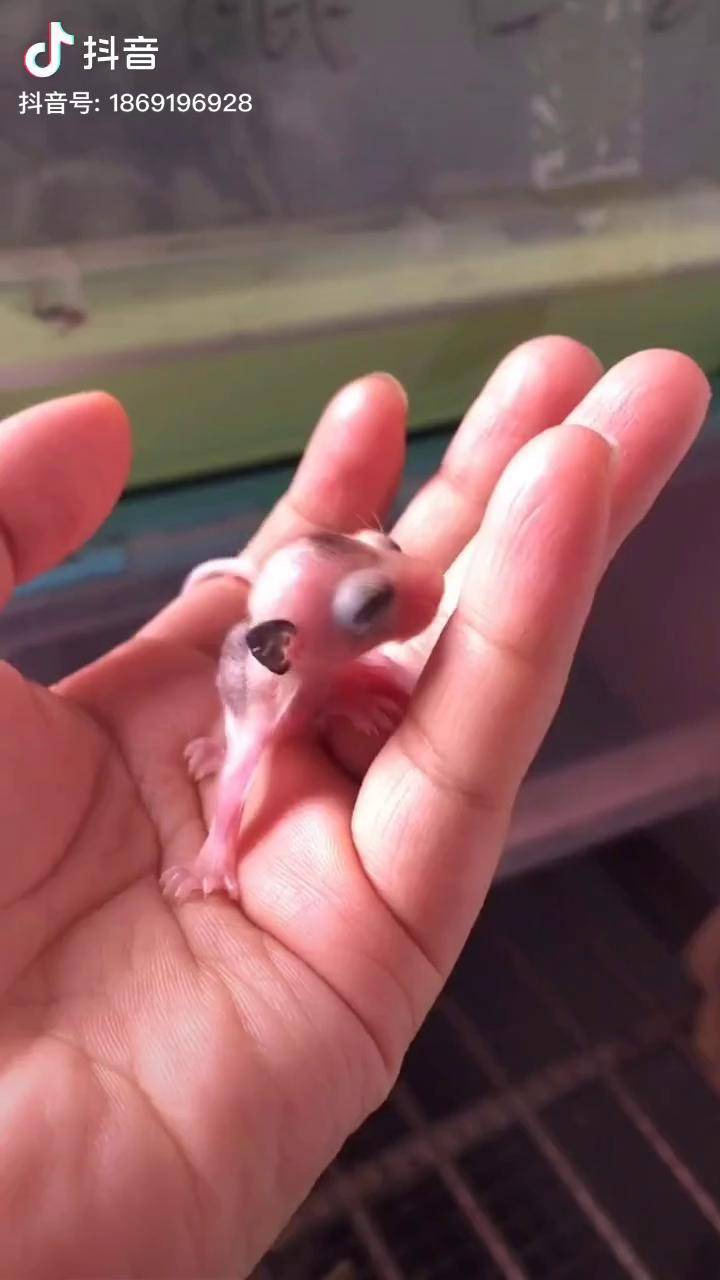 蜜袋鼯出袋蜜袋鼯蜜袋鼯幼崽dou小助手