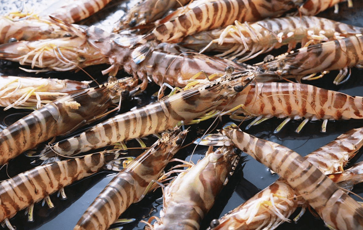 亚洲虎虾肆虐美国,30厘米长重达1斤,中国网友支招:敞开肚皮吃