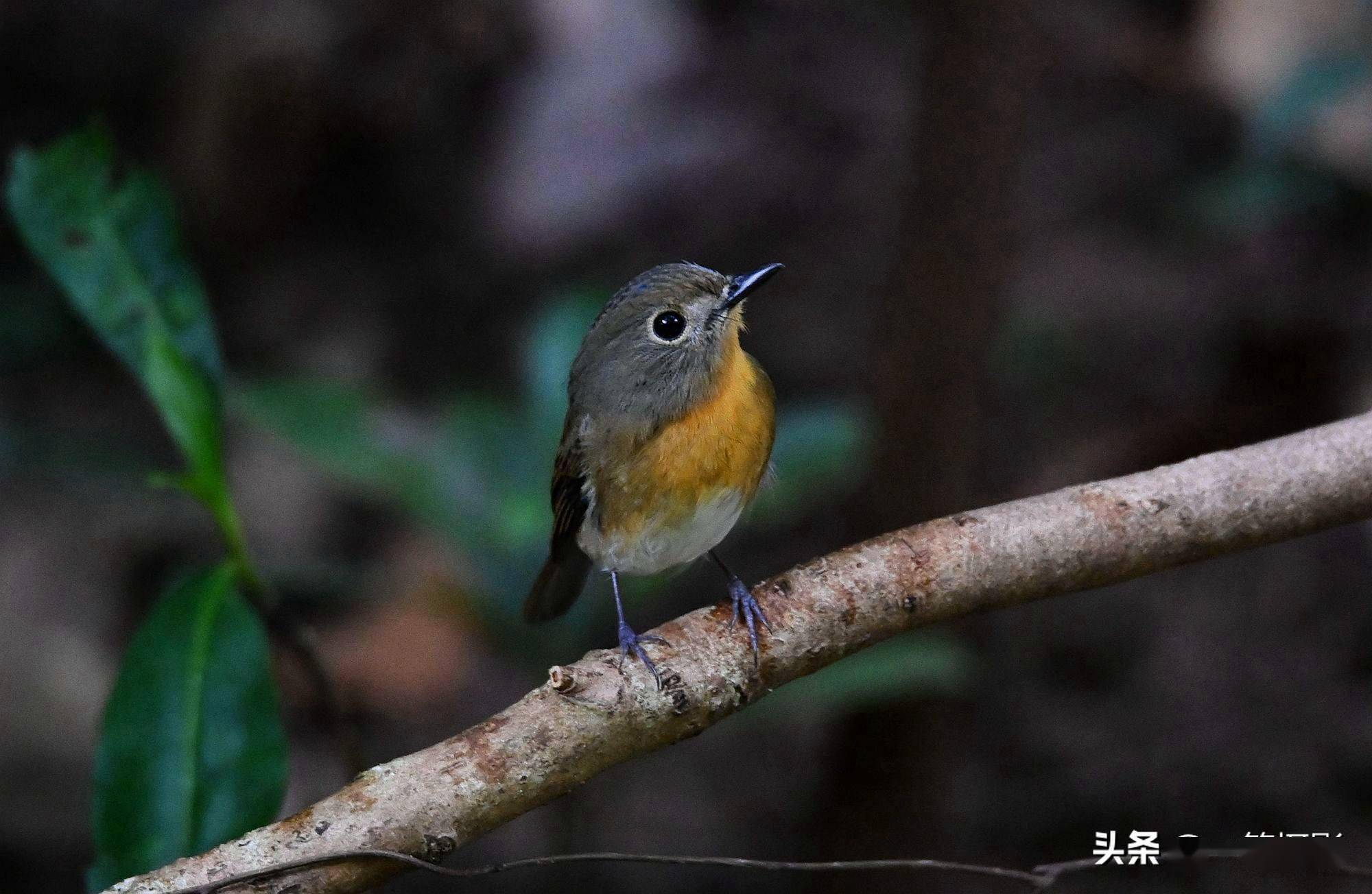 海南蓝仙鹟雌鸟样儿萌