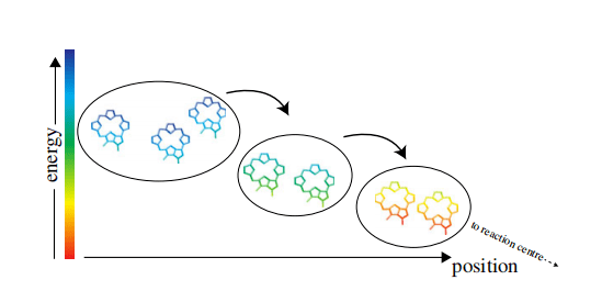 长文综述量子生物学的未来