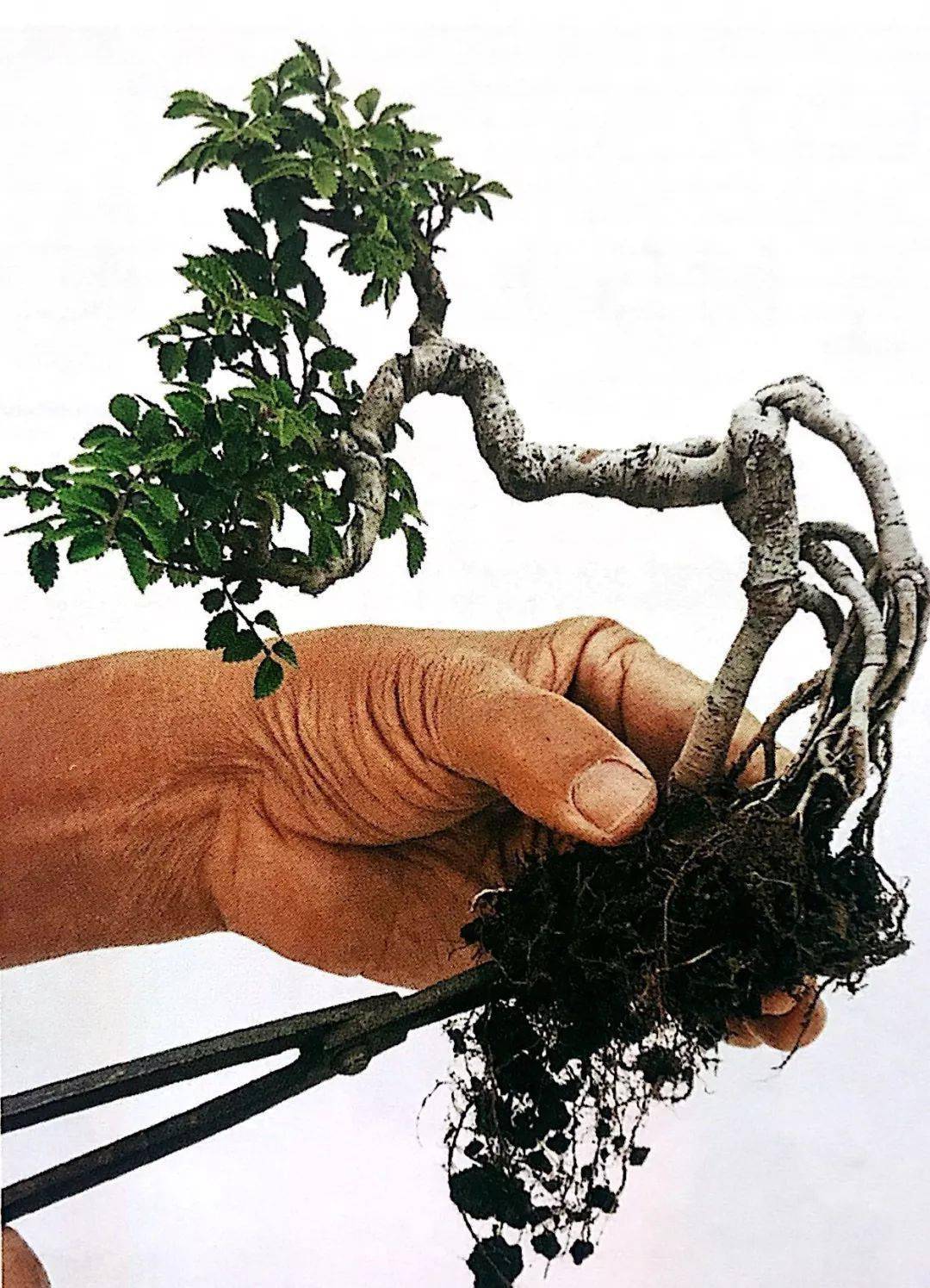 从育桩到蓄枝,从造型到成型后期养护,见证榆树盆景制作全过程!