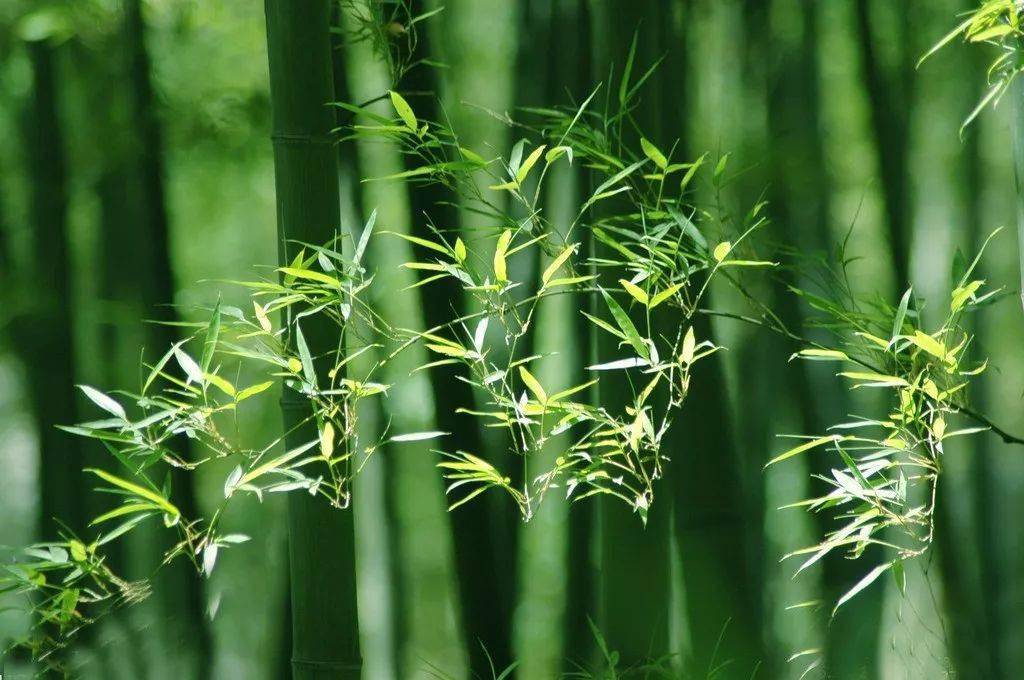 入耳却是风可听,雨可听 绿潜醉意浓 情漫葱葱处 龙吟细细 赏竹,抚琴