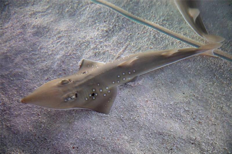 世界首例!长隆成功繁育极危物种及达尖犁头鳐