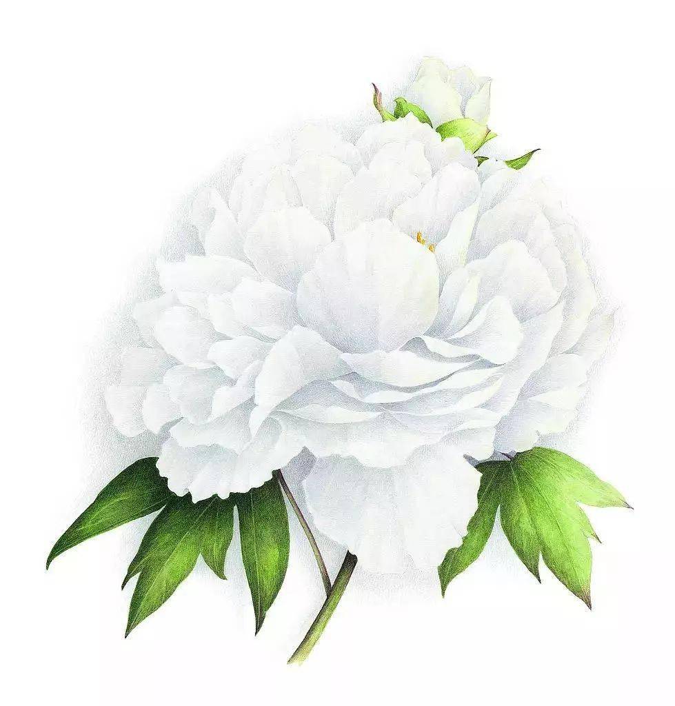 一组最美的彩铅花卉作品欣赏!