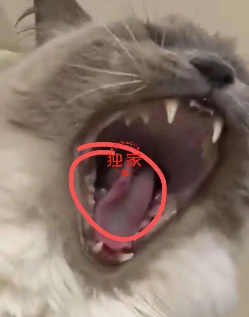 王女士指出猫咪舌头上有伤口(图片来源:供图)