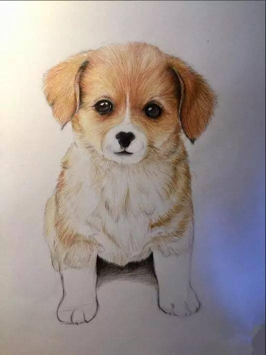 可爱小狗的彩铅画法