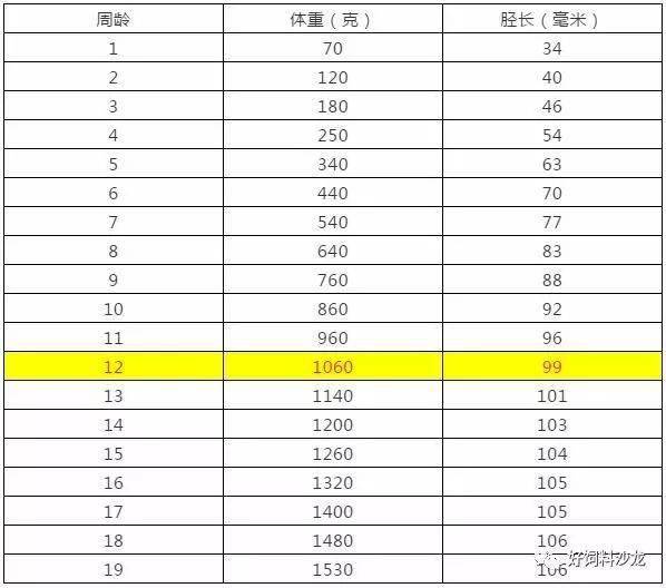 青脚麻鸡日龄体重表图片