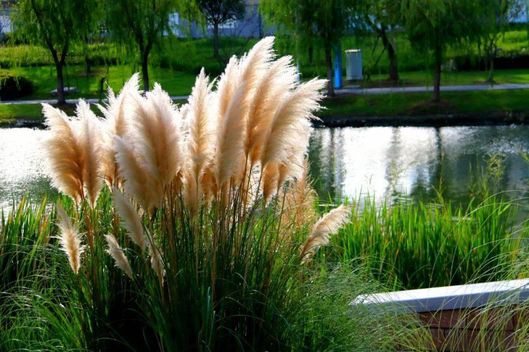 等你来赏~_蒲苇