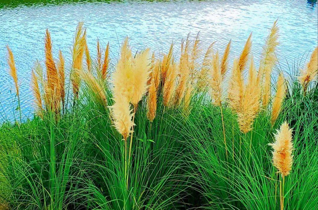 等你来赏~_蒲苇