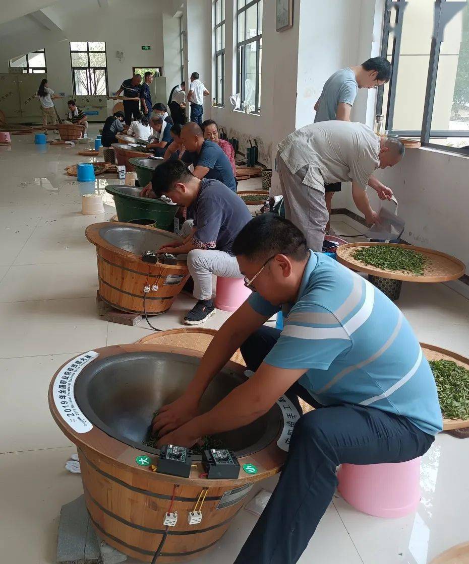 茶培训权威专家指导扎实理论功底精进制茶技艺记2021绿