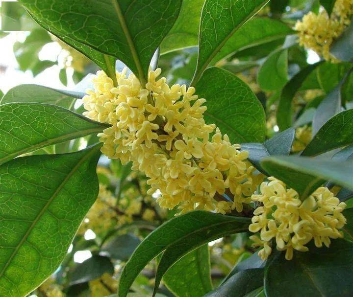 中秋节话与 月 有关的植物 月光