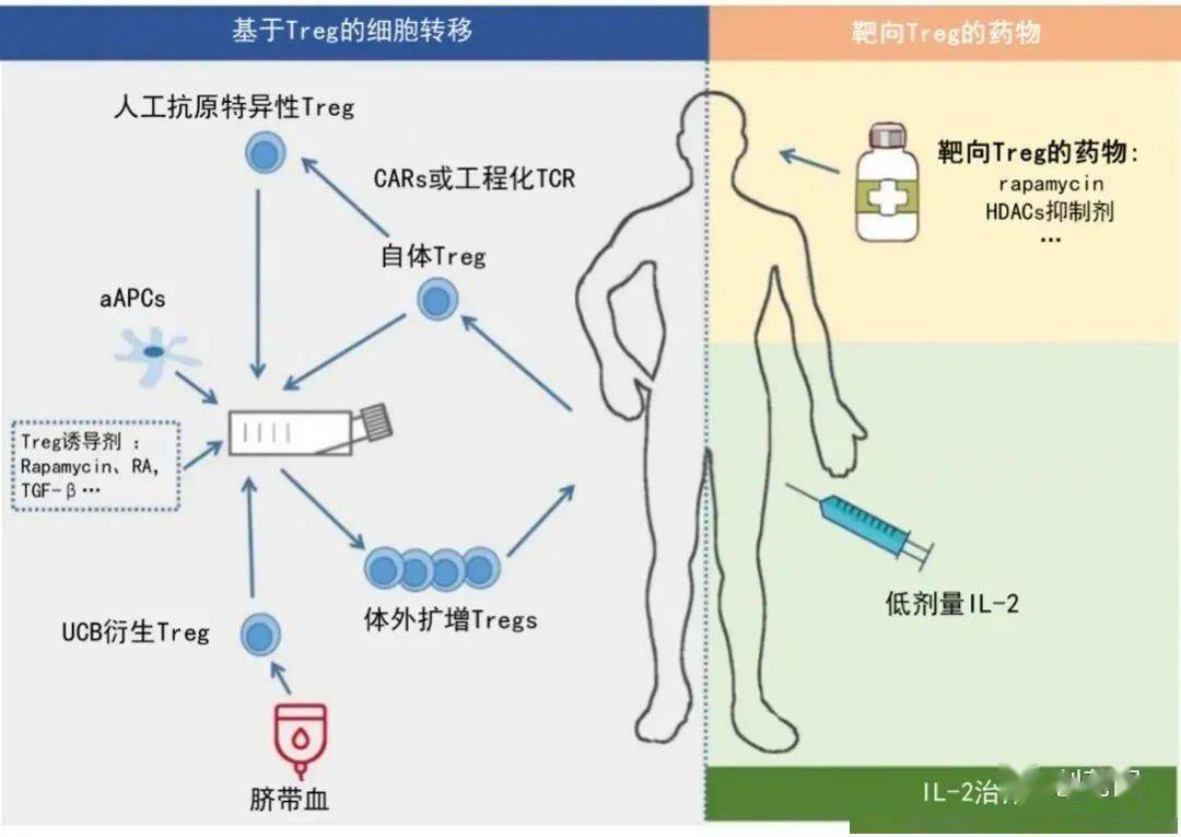 随着对tregs在自身免疫性疾病中作用的深入研究,tregs靶向治疗成为一