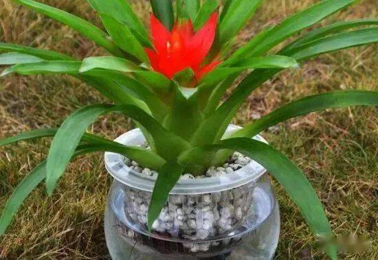 鸿运当头小苗怎么养成掌握5个技巧成功培育