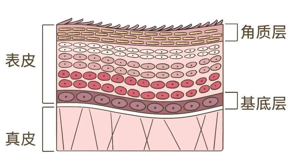 汗液|洗澡要不要搓泥？应该多久洗一次澡？