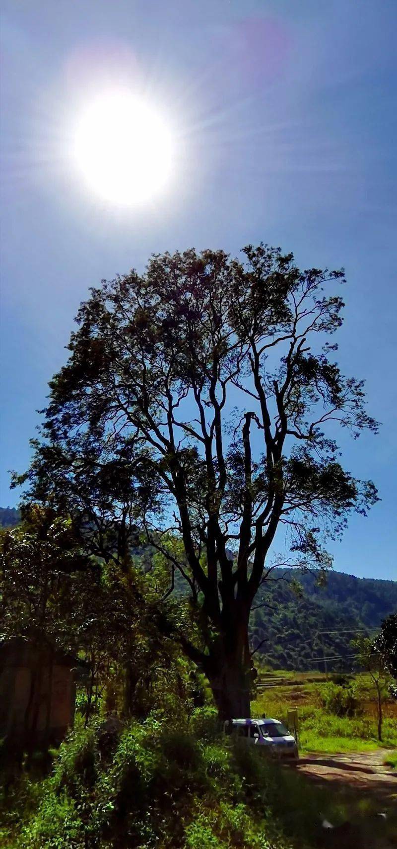COP15 | 昆明最年长黄连木已有1224岁