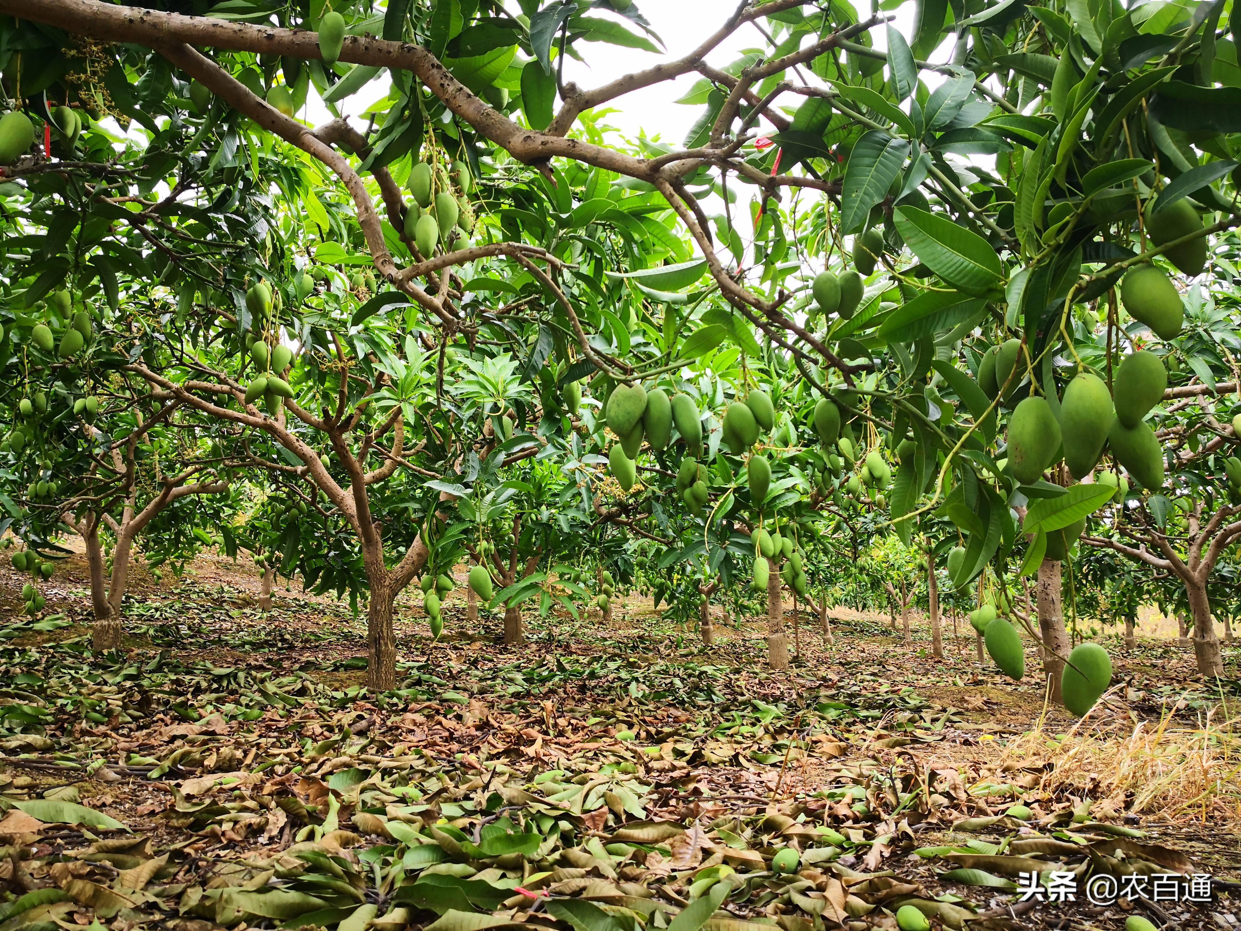 反季节栽培芒果产量不高怎么办做到这五点增产不用愁