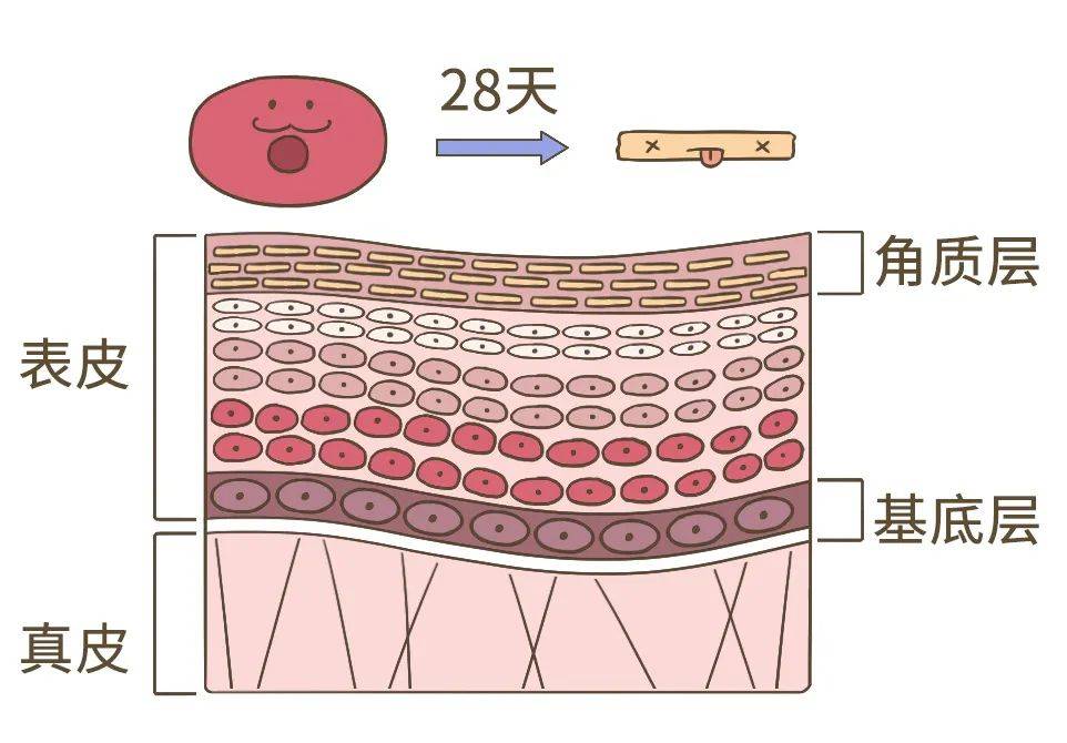 汗液|洗澡要不要搓泥？应该多久洗一次澡？
