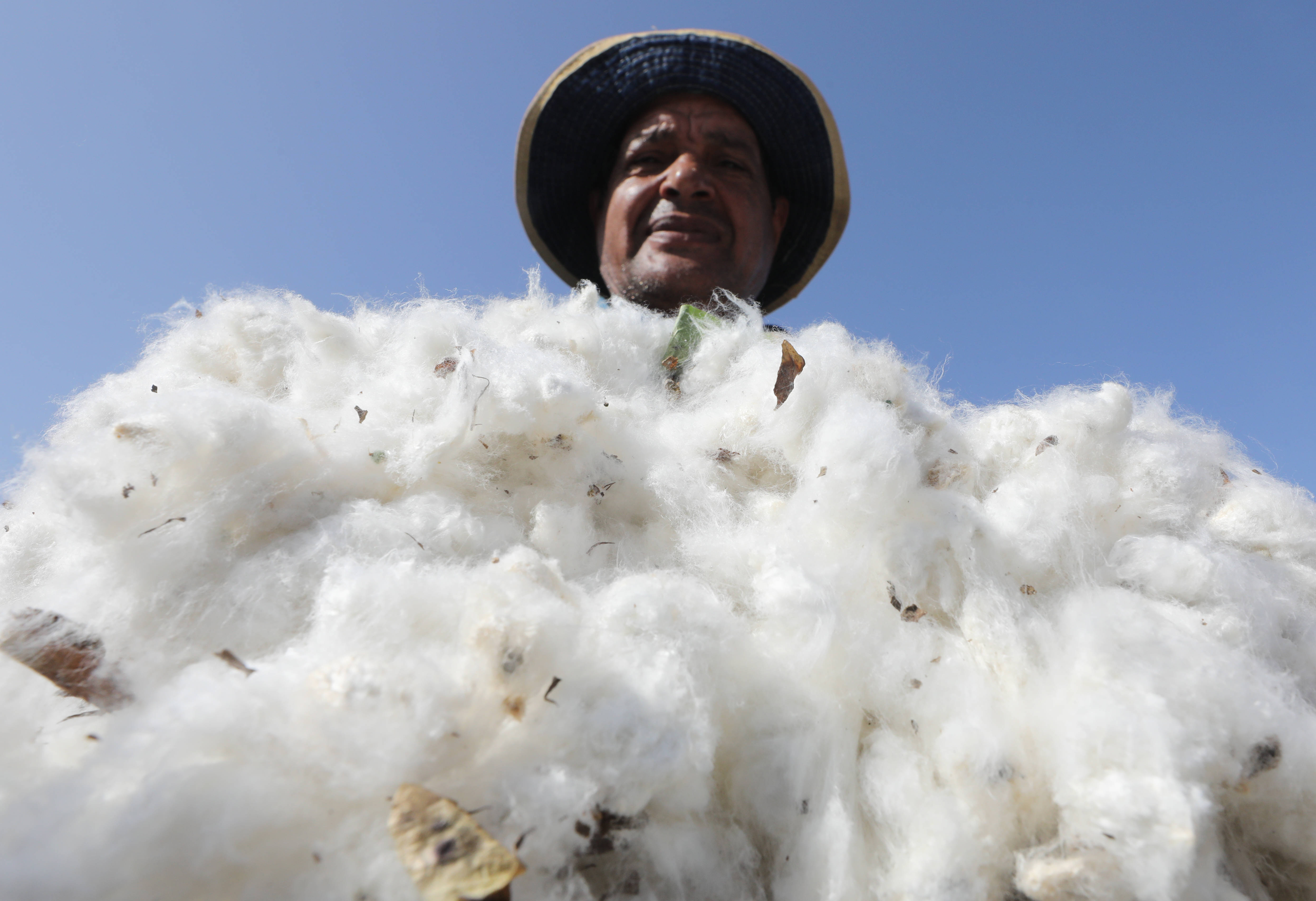 埃及收获棉花