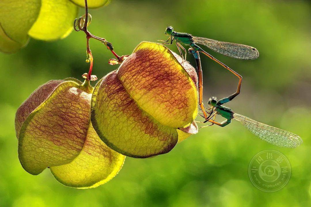 摄影|获奖公布丨2021第十届台中国际摄影艺术展作品（自然组）