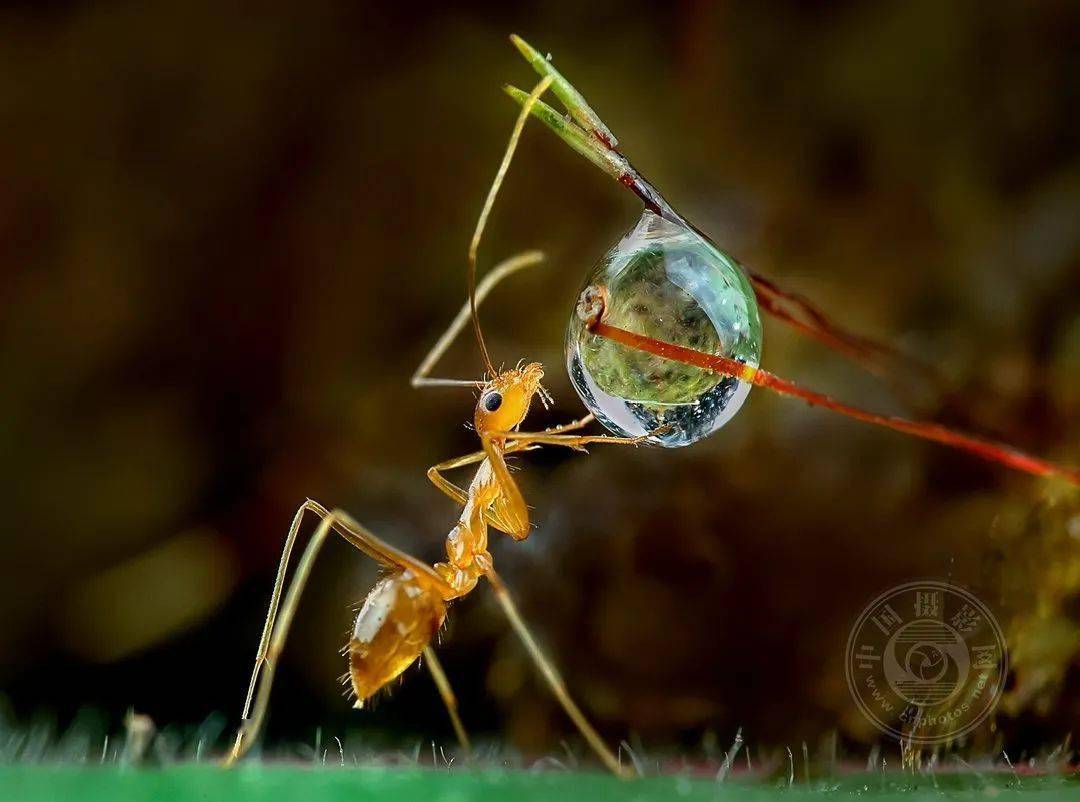 摄影|获奖公布丨2021第十届台中国际摄影艺术展作品（自然组）