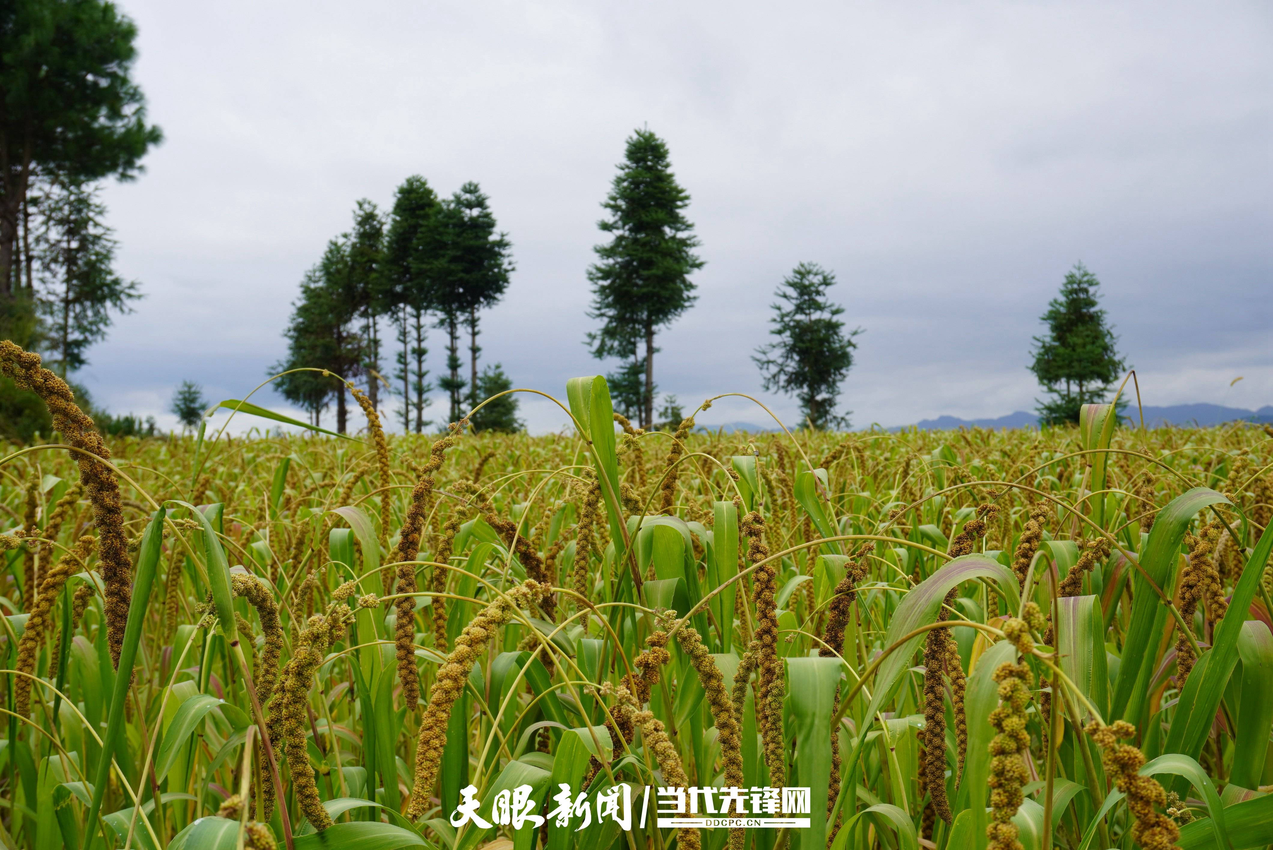 小米田小米种植由来已久,旧时是当地群众的主粮9月,正值金秋时节,黄平