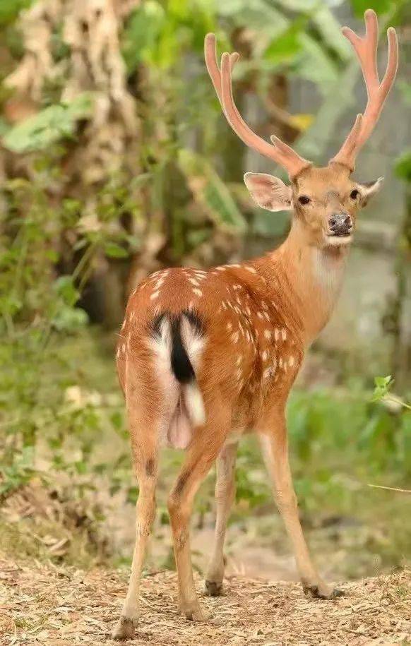 南岸的江西九江市彭泽县境内,是中国野生梅花鹿南方亚种最大的分布区