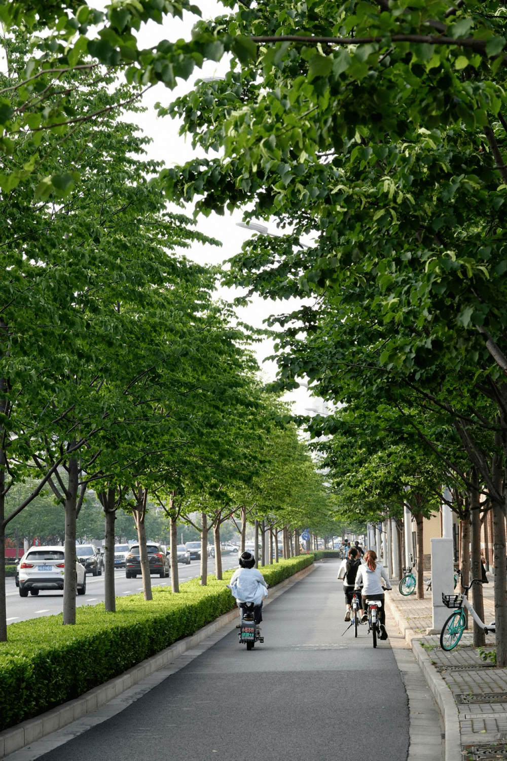 北方常绿行道树树种图片