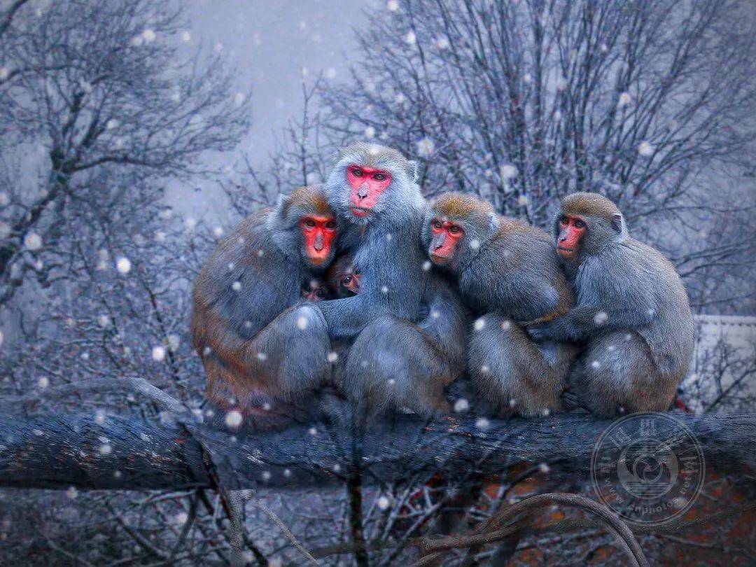 摄影|获奖公布丨2021第十届台中国际摄影艺术展作品（自然组）