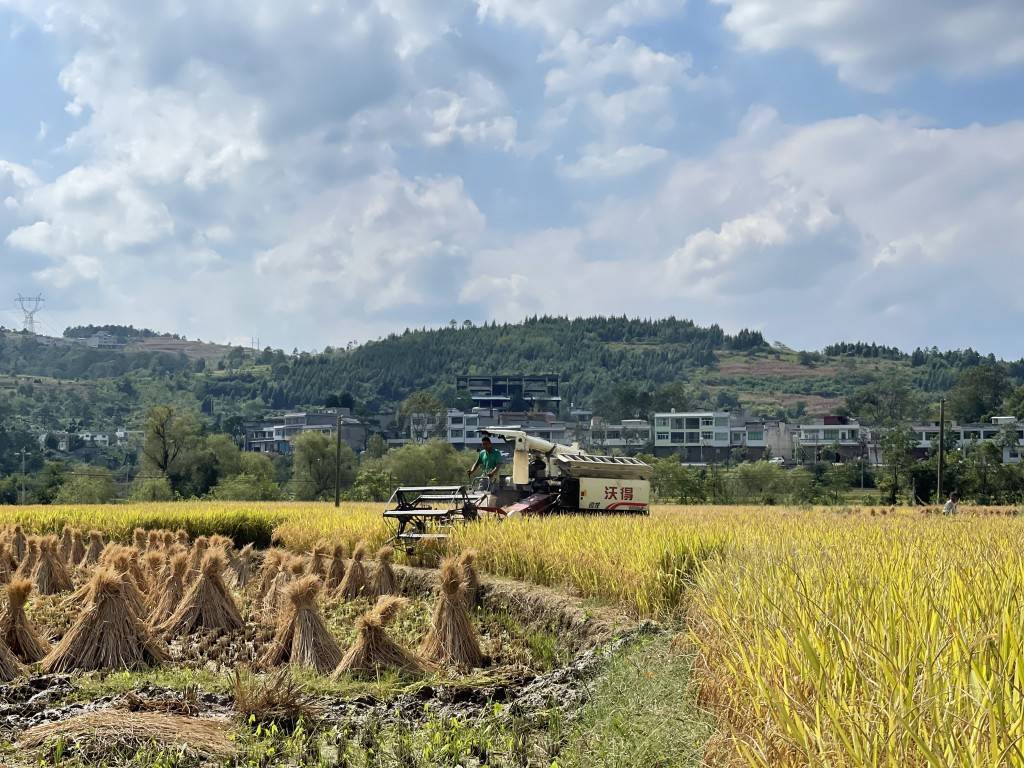 黔西文峰:稻谷收获忙 | 中国农民丰收节_水稻