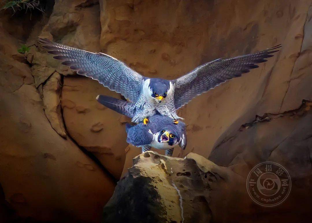 摄影|获奖公布丨2021第十届台中国际摄影艺术展作品（自然组）