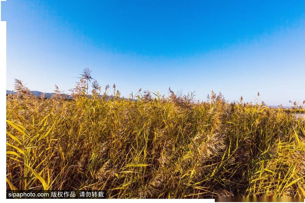 在乌兰布统的秋天治愈疲惫 在锡林郭勒的草原牧歌田园