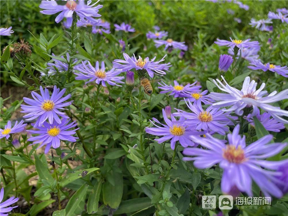 山泉叮咚 紫菀花开,初秋一起来"胶东屋脊"昆嵛山感受深山浪漫