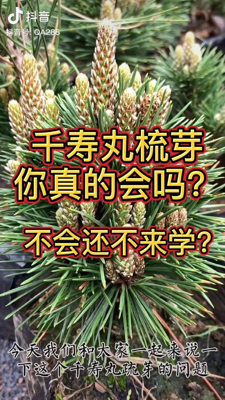 千寿丸梳芽详细教程来咯不会的还不收藏盆景艺术