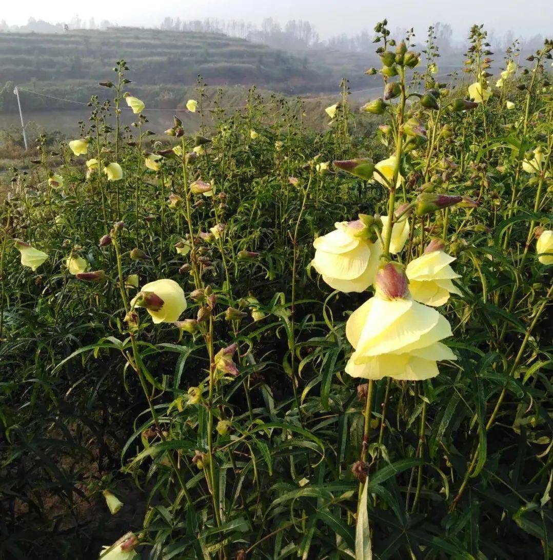 凉亭乡小小黄蜀葵开出致富花