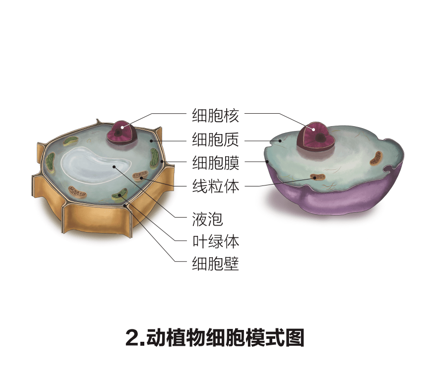 中考生物 初中生物重点识图