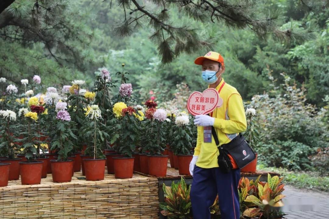 花海|北京植物园第29届市花展开幕，40余万株菊花月季争奇斗艳